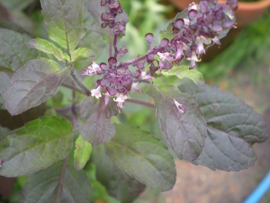 Holy basil essential oil