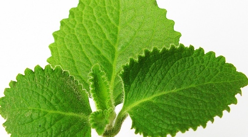 Coleus leaf essential oil
