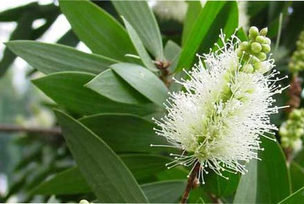 Melaleuca and its essential oil